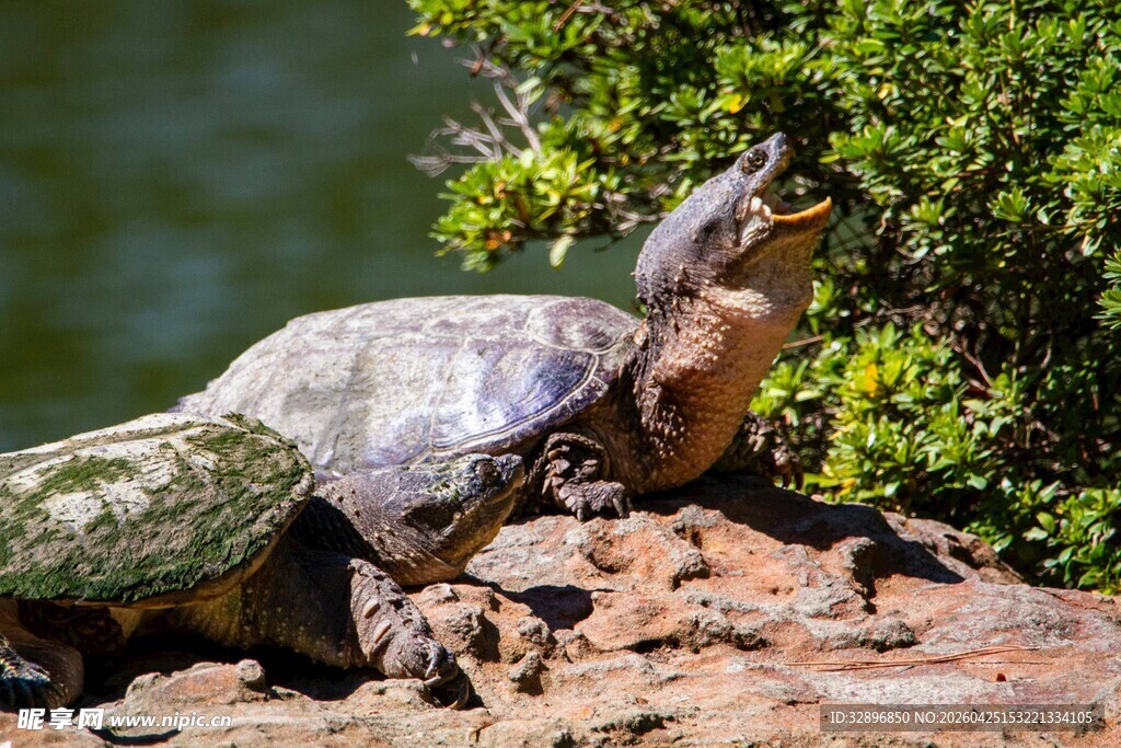 岩石上的乌龟与绿植