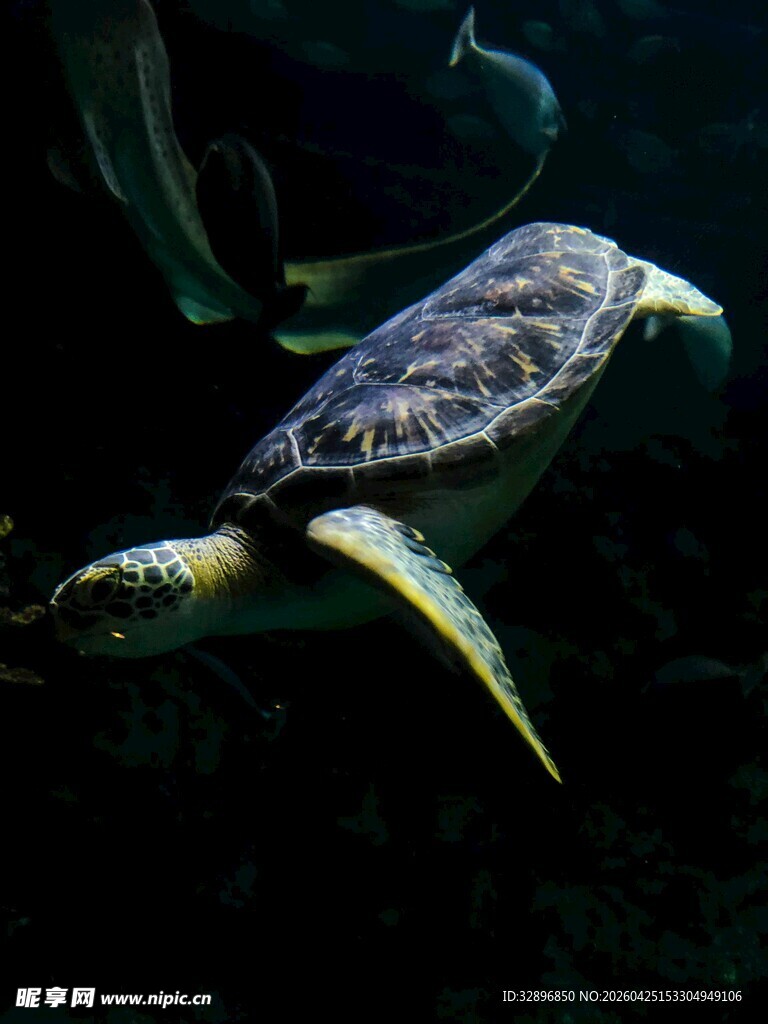 海龟在深海中游弋