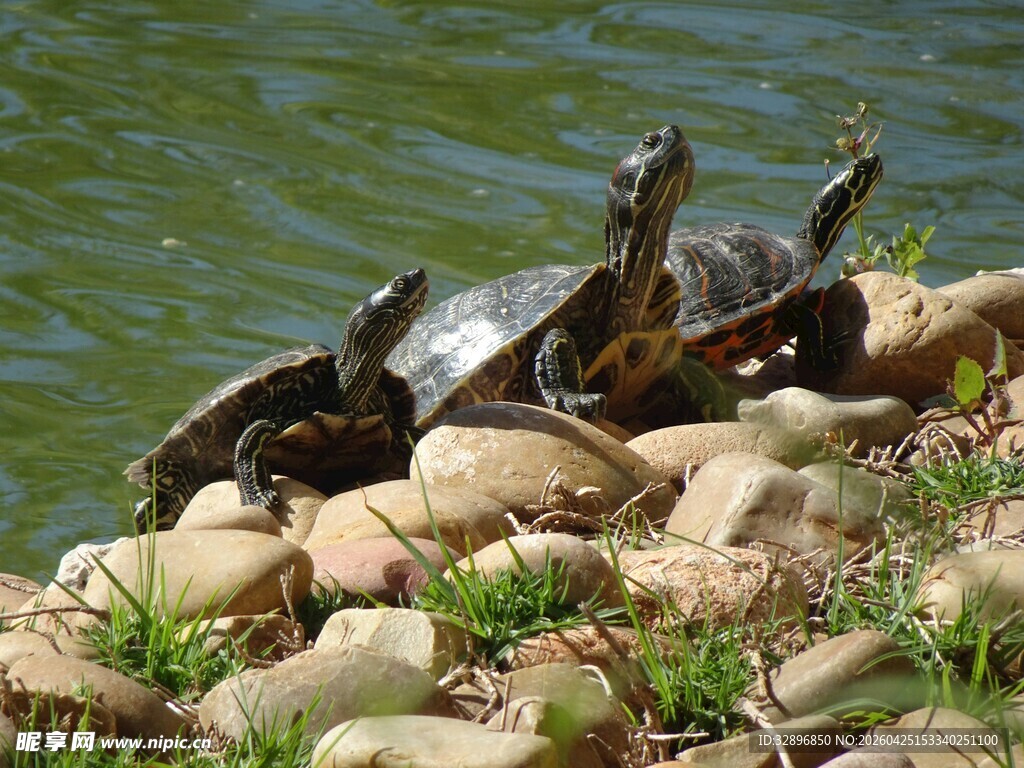 岸边群龟晒太阳