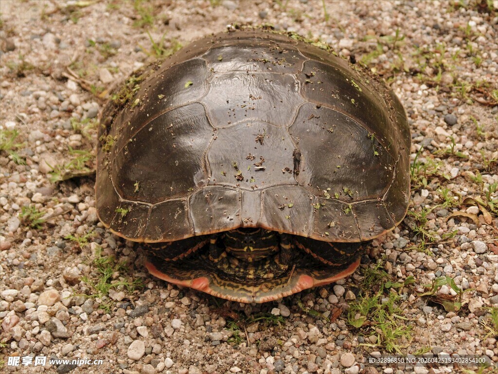 野外破损的龟壳