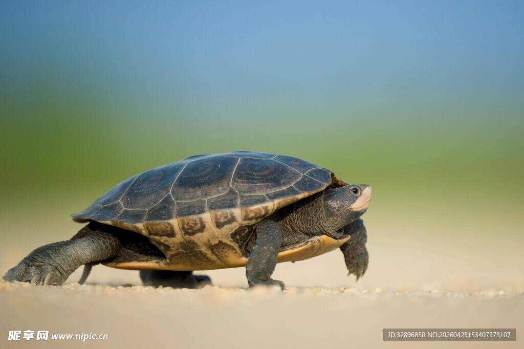 沙滩上漫步的小乌龟