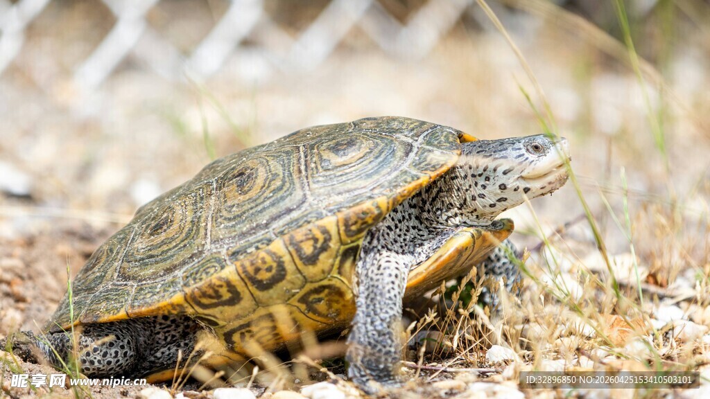 陆地上的花纹乌龟