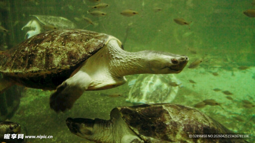 水族馆中的海龟优雅游动