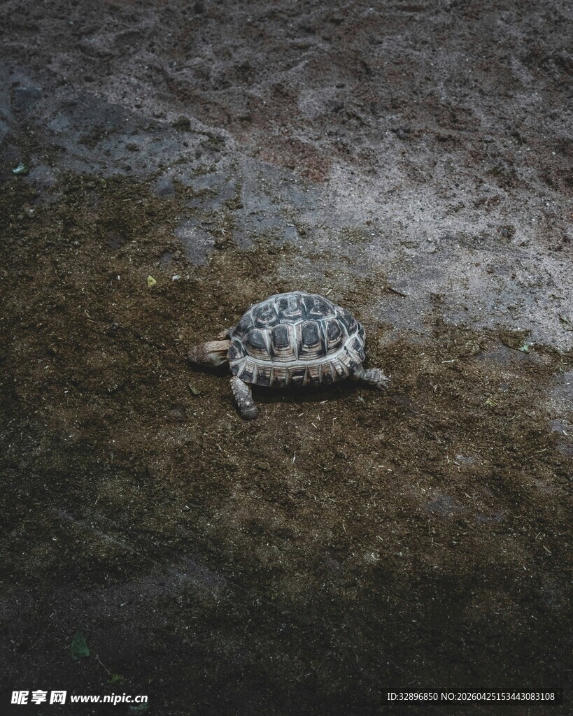 沙滩上的小海龟