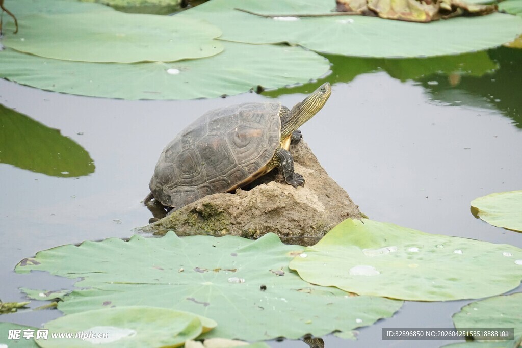 荷叶上休憩的乌龟