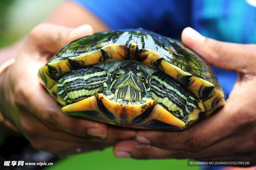 双手捧起彩色花纹乌龟
