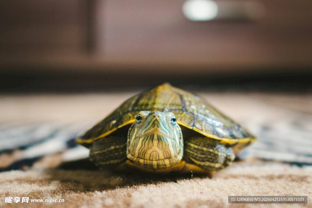趴在地上的可爱小乌龟