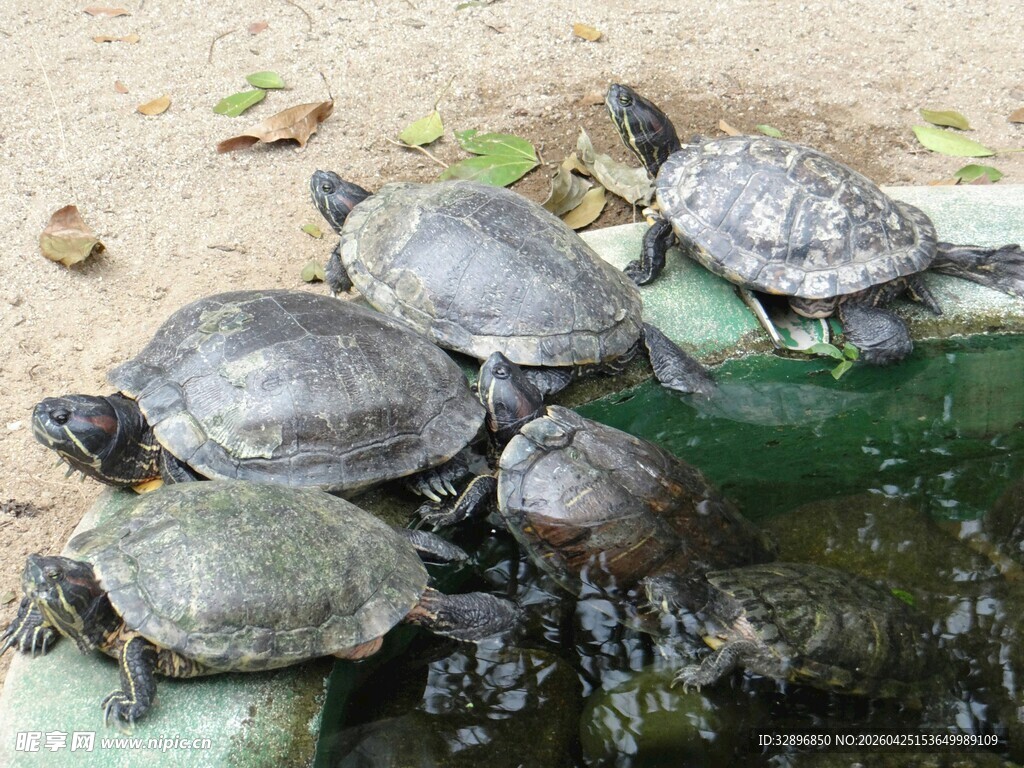 一群乌龟聚集在水边