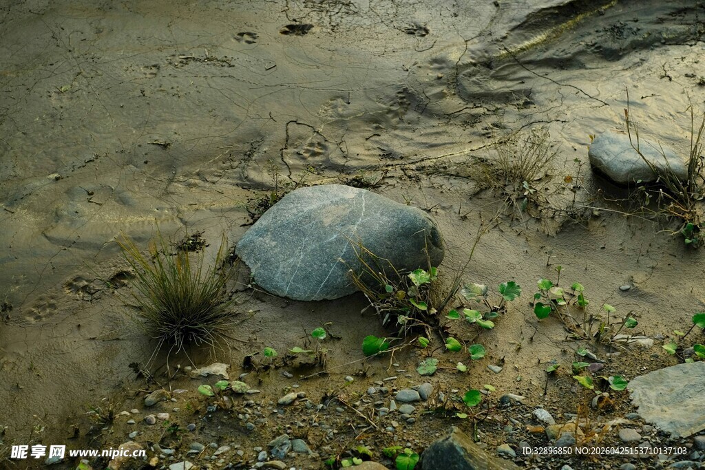 沙地上的石头与绿植