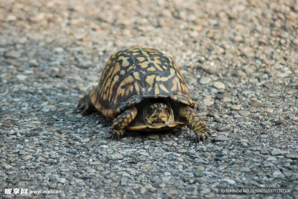 路上的乌龟