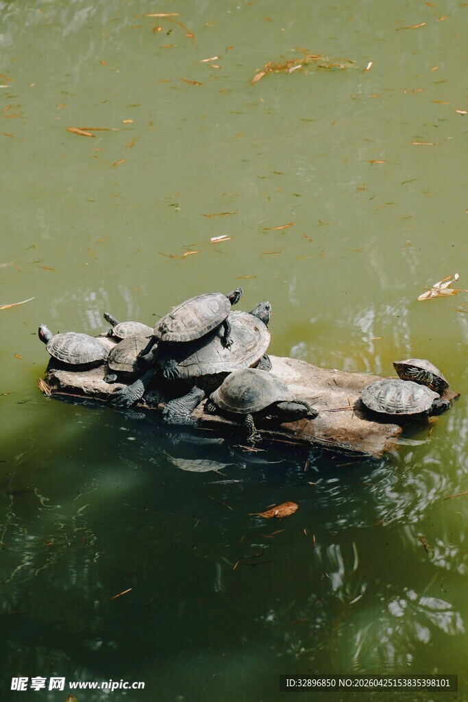 一群乌龟趴浮木上晒太阳