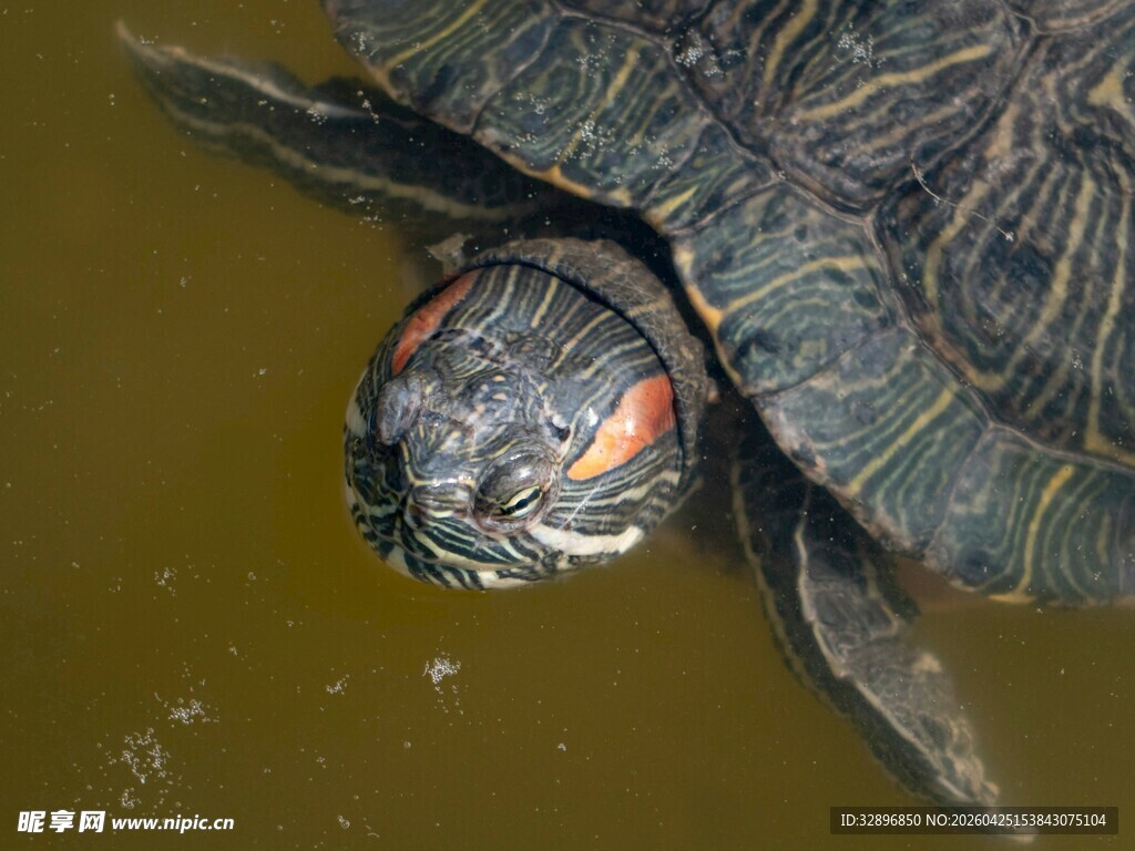 水中红头乌龟特写