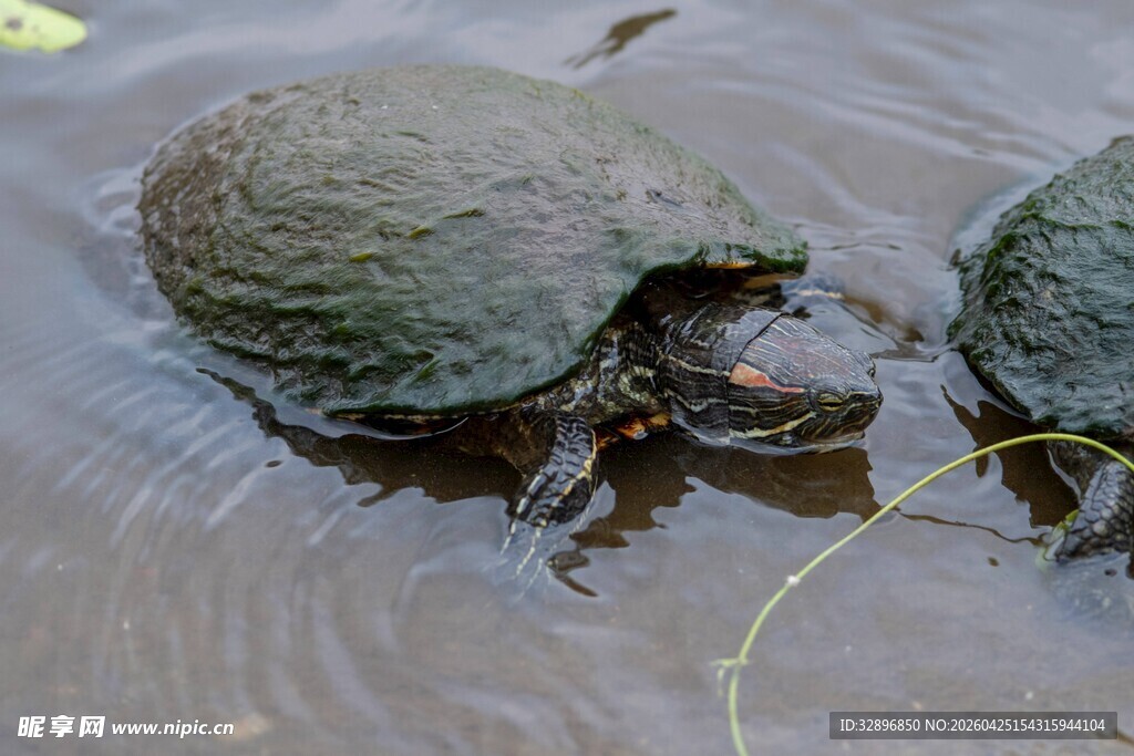 水中两龟互动场景
