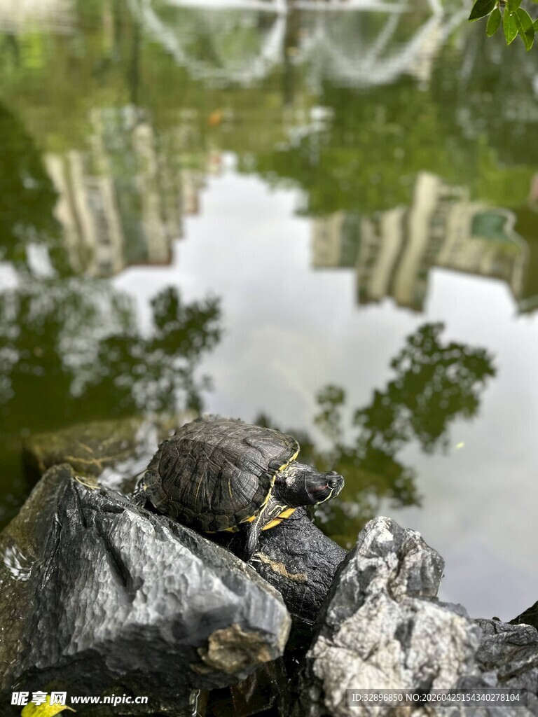 池塘边休憩的乌龟