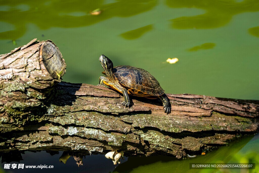 木上休憩的小乌龟