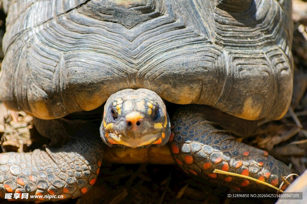 特写多彩斑纹的乌龟头部