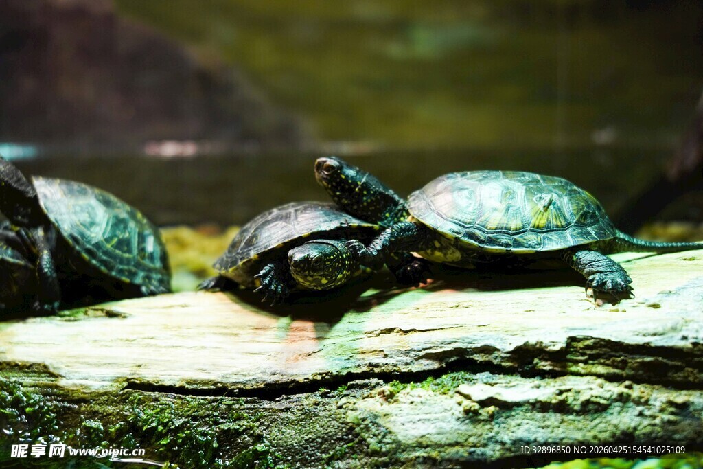 三只乌龟趴于木头上
