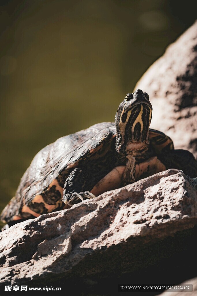 岩石上的乌龟与昆虫