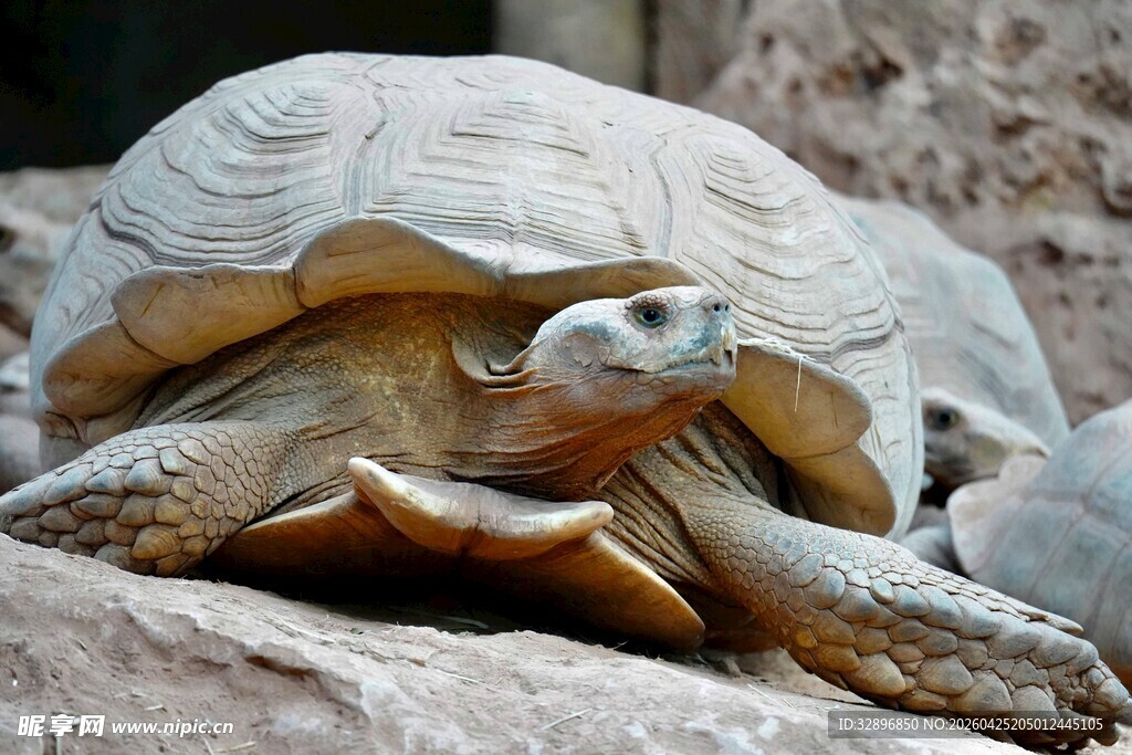 沙漠中的大乌龟