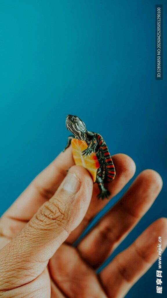 手捧多彩乌龟