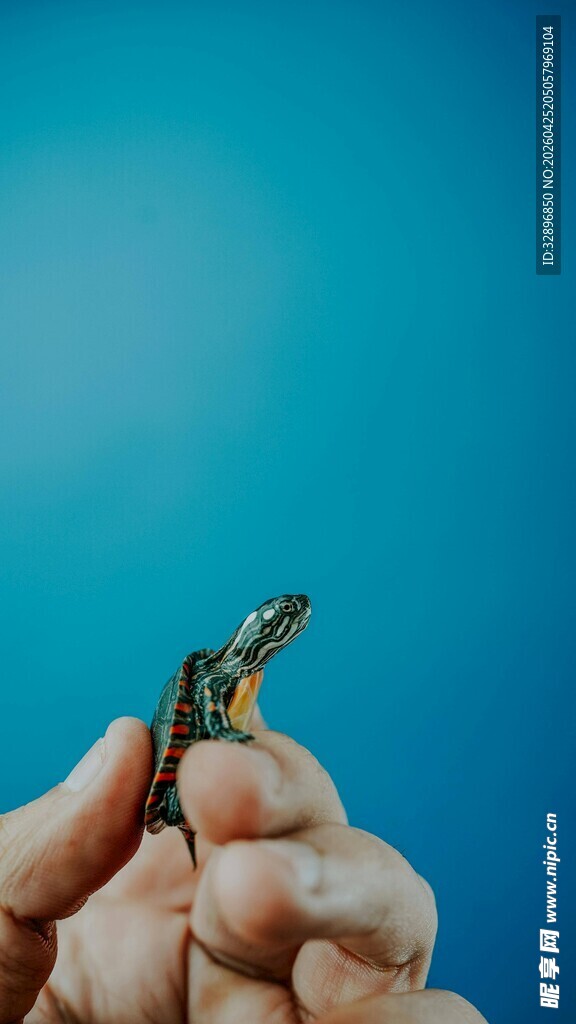 手中的乌龟