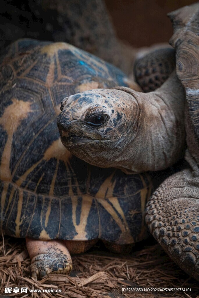 陆地上休憩的大乌龟