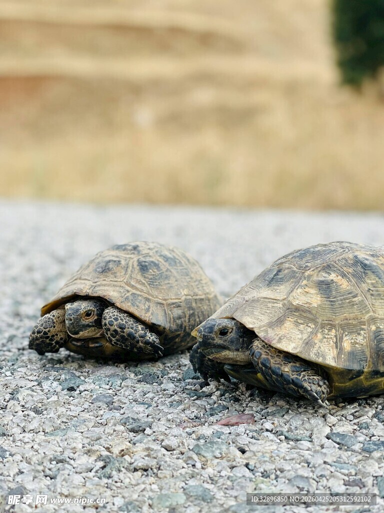 两只小乌龟趴在路面上