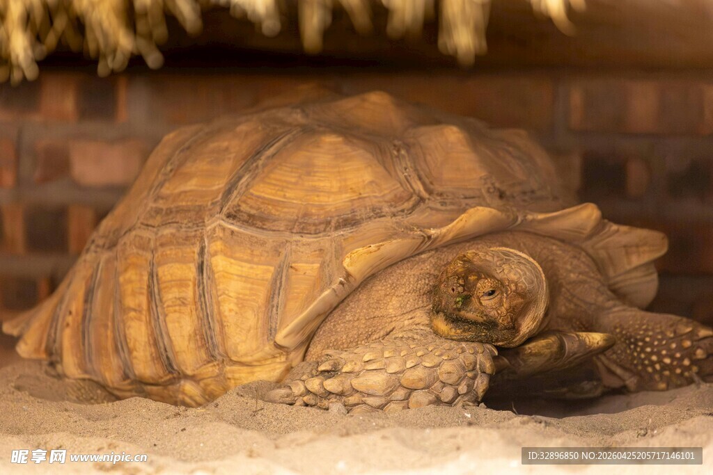 沙漠中的古老陆龟