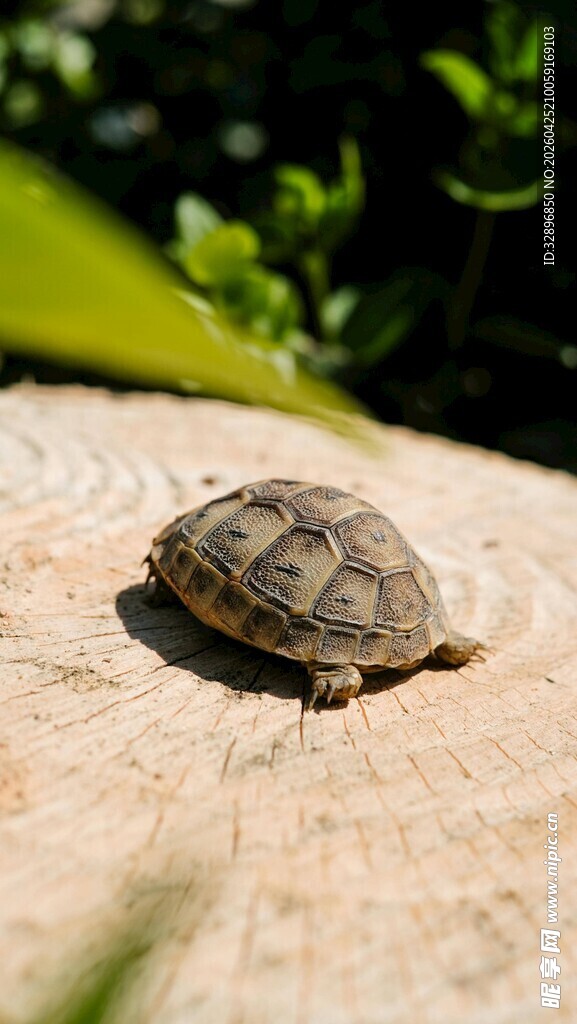 木上的小乌龟