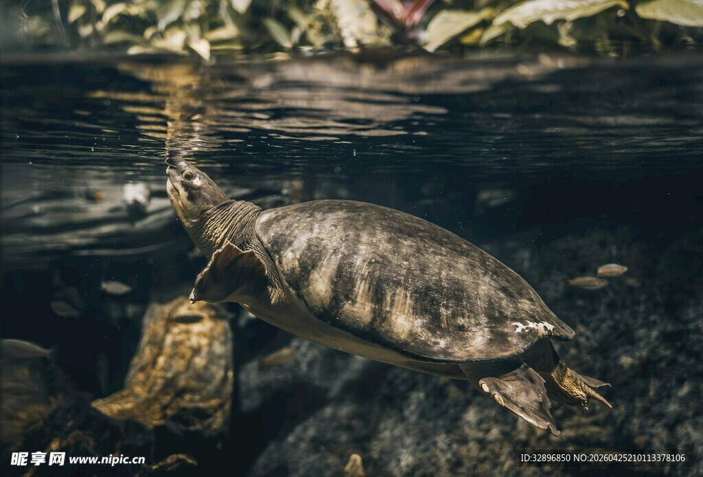 水中的乌龟