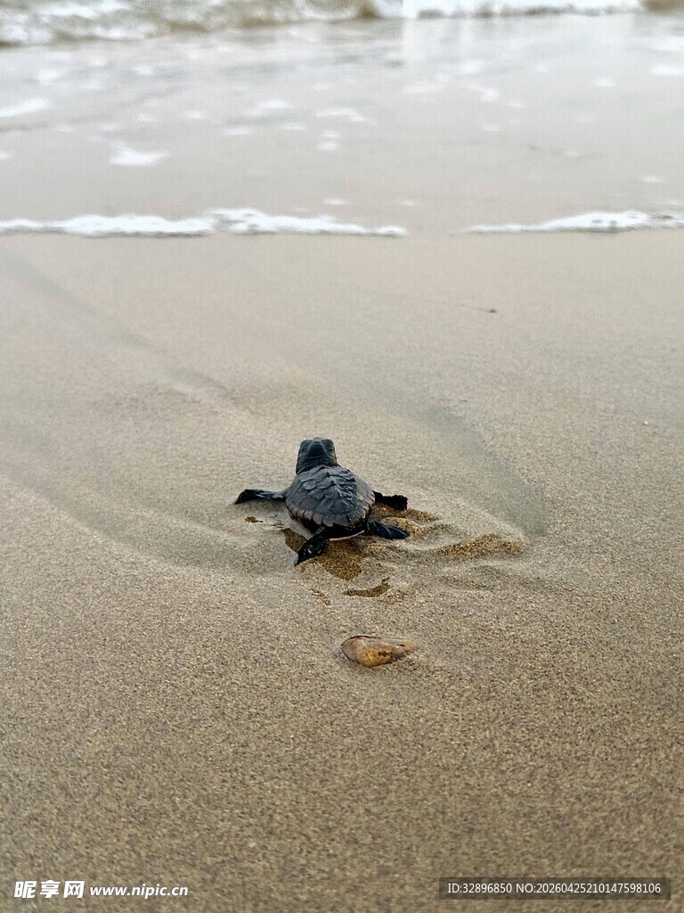 沙滩上的小海龟