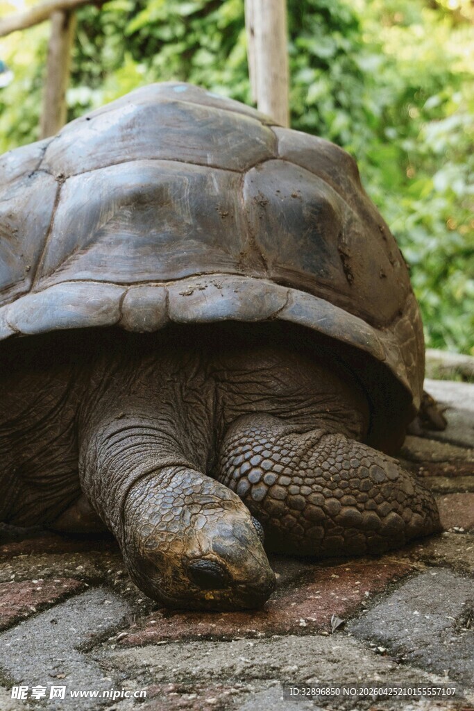 趴在地上的巨型乌龟