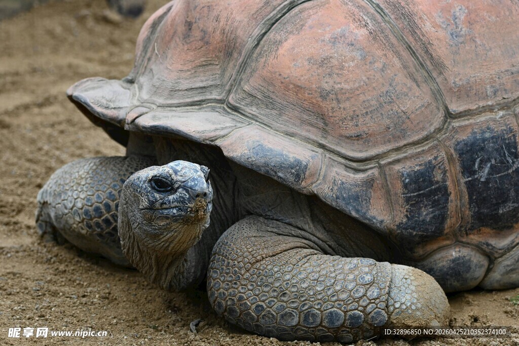 趴在地上的乌龟
