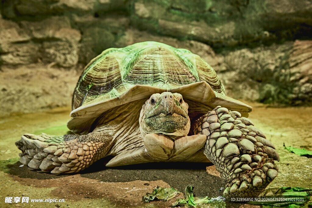 陆地上的大乌龟