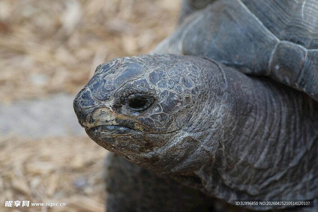 特写憨厚的陆地大乌龟