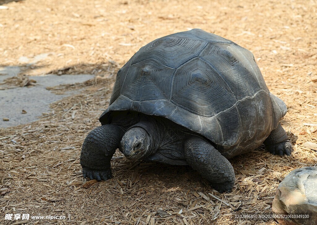 陆地上的大乌龟