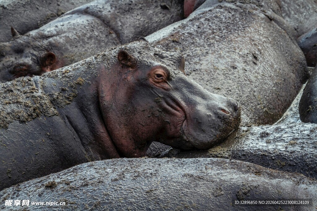 河马群依偎休憩