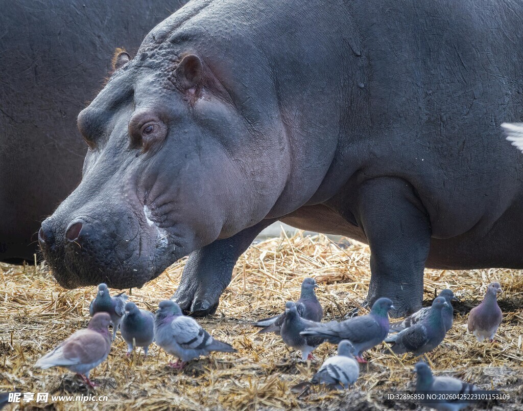 河马旁的一群鸽子