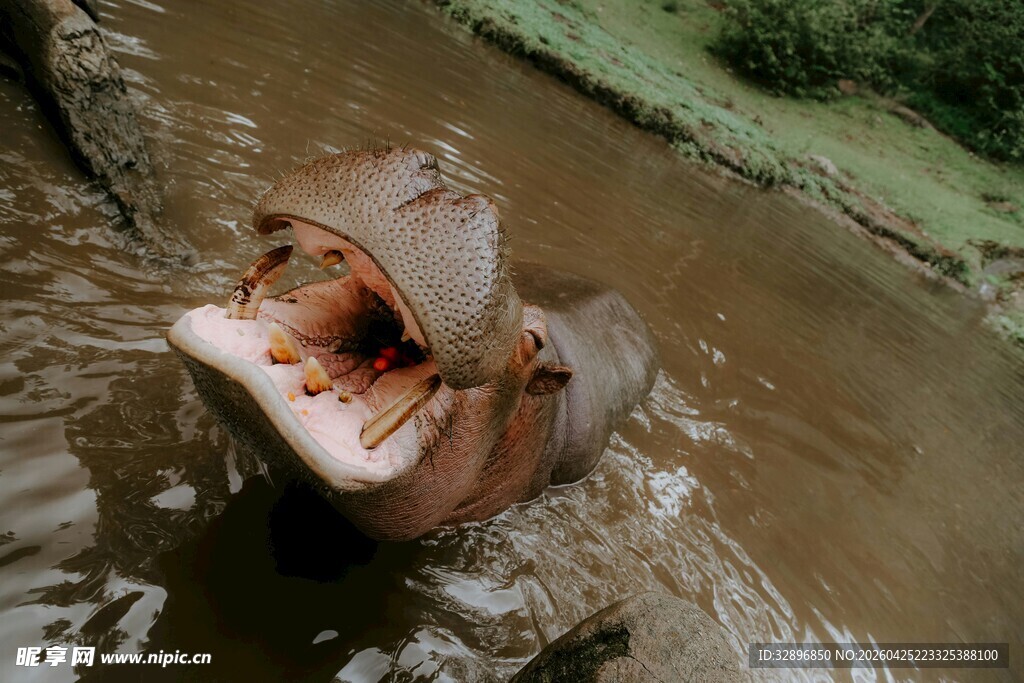 水中张嘴的河马