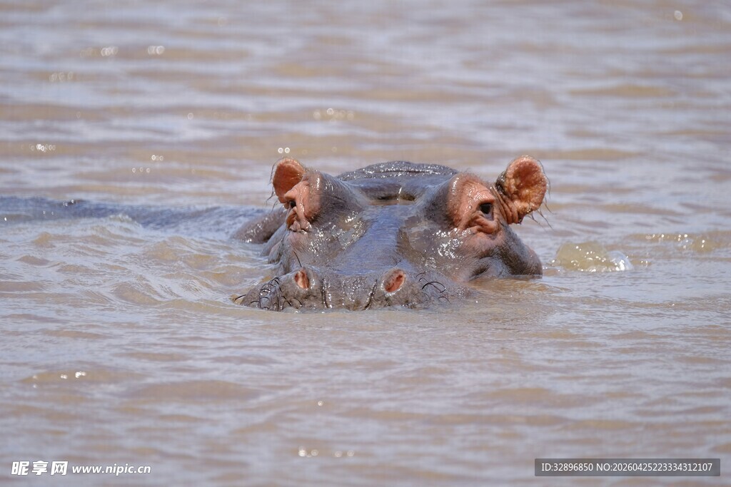 水中的河马头部