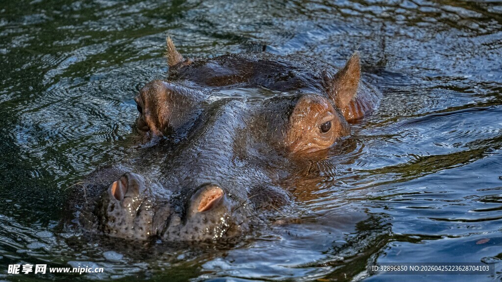 水中嬉戏的河马