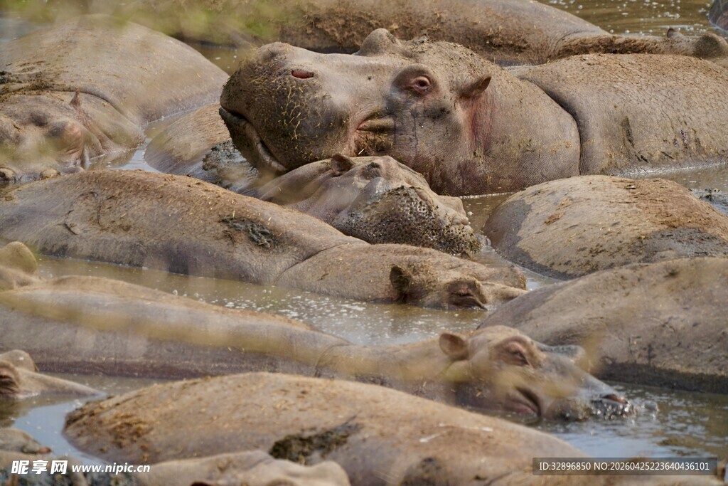 河马群聚水中休憩