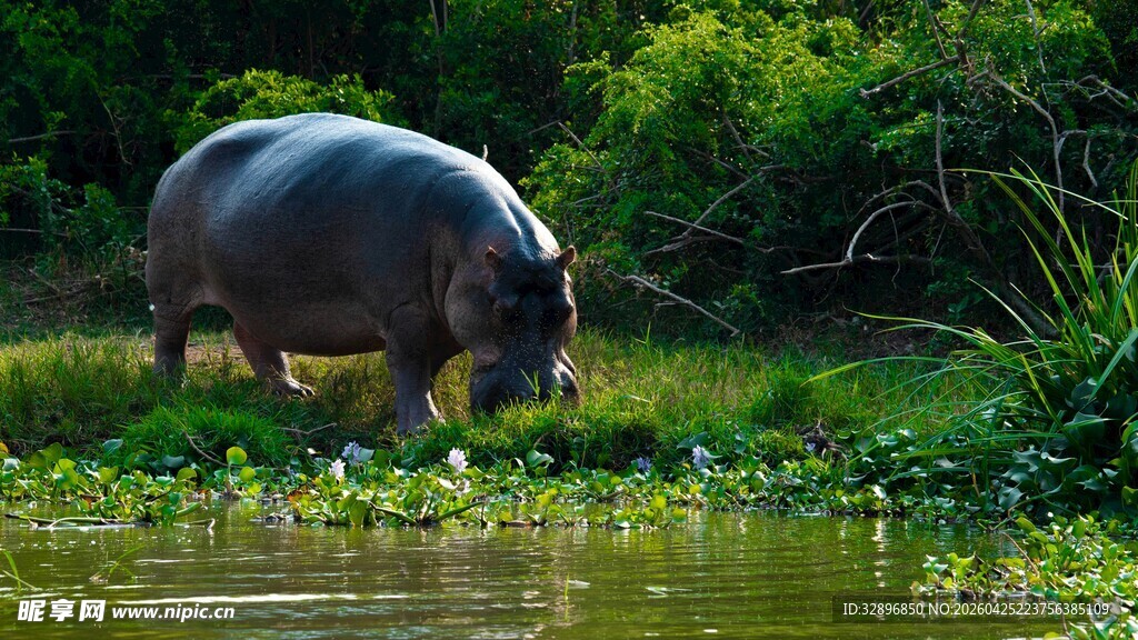 河马在水边草地进食