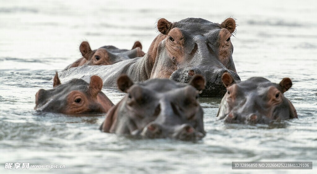 水中的一群河马