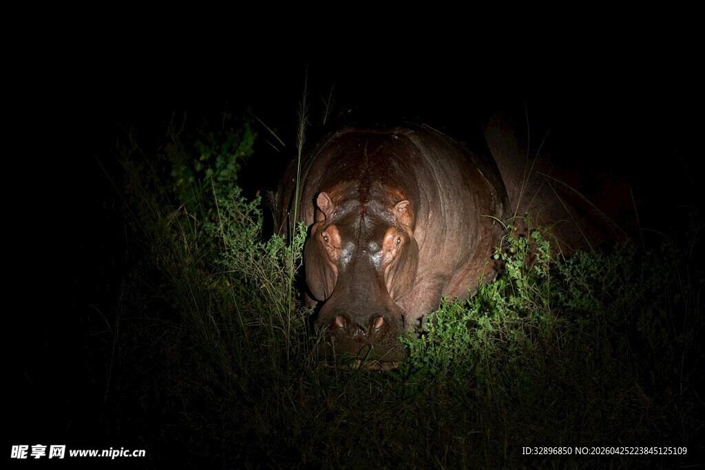 黑暗中探出头的神秘动物