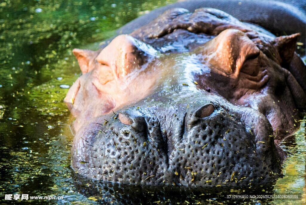 水中的河马头部特写