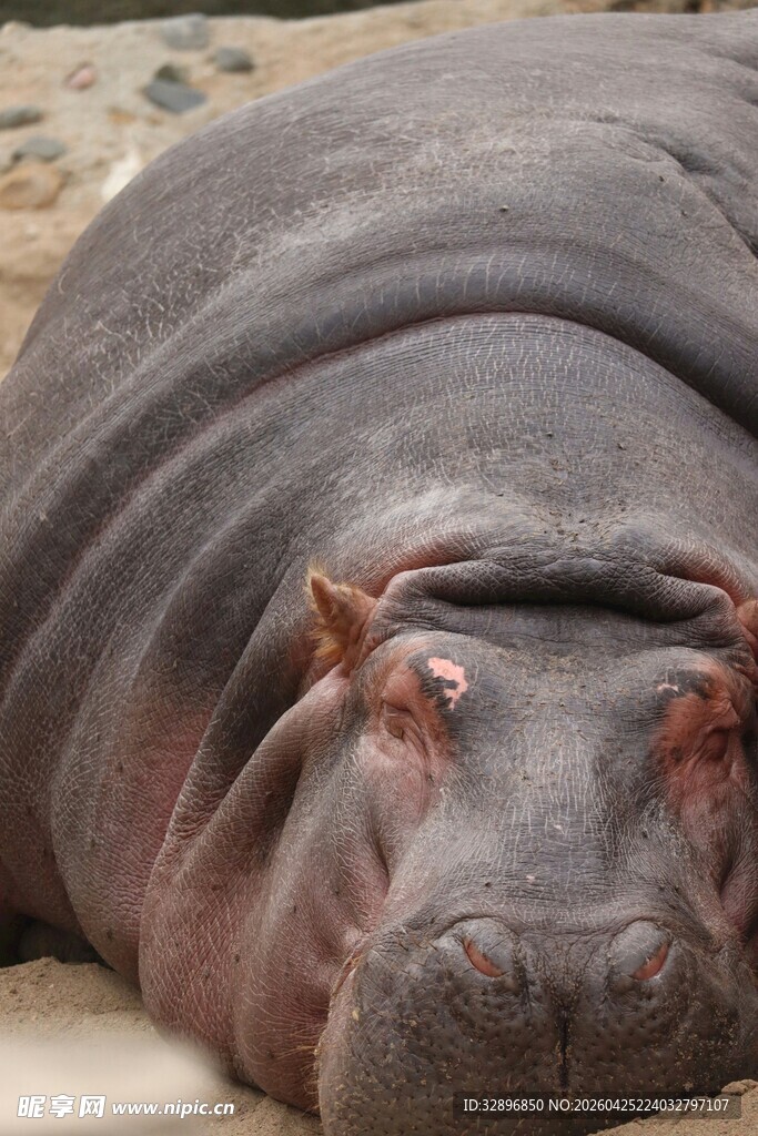 趴着休息的河马