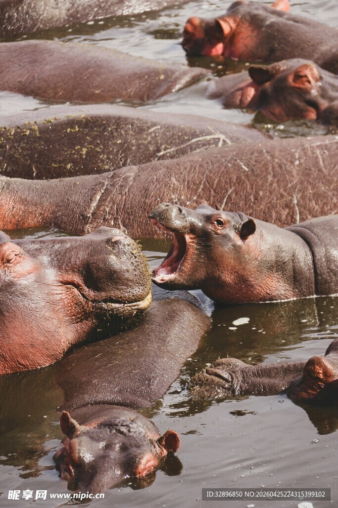 河马群聚水中嬉戏