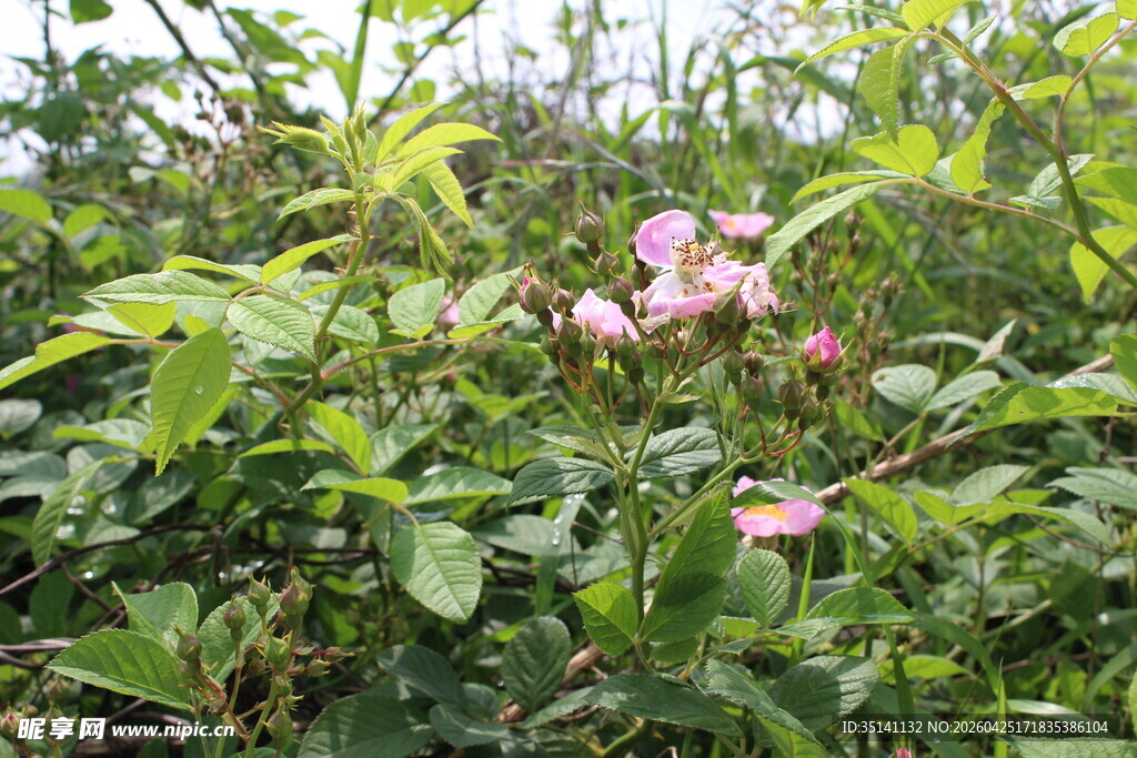 野蔷薇