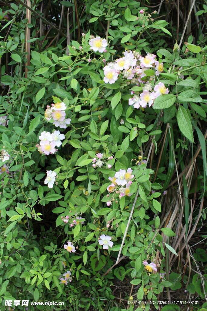 野蔷薇
